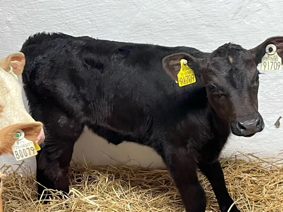 Calves For Sale - Image 3