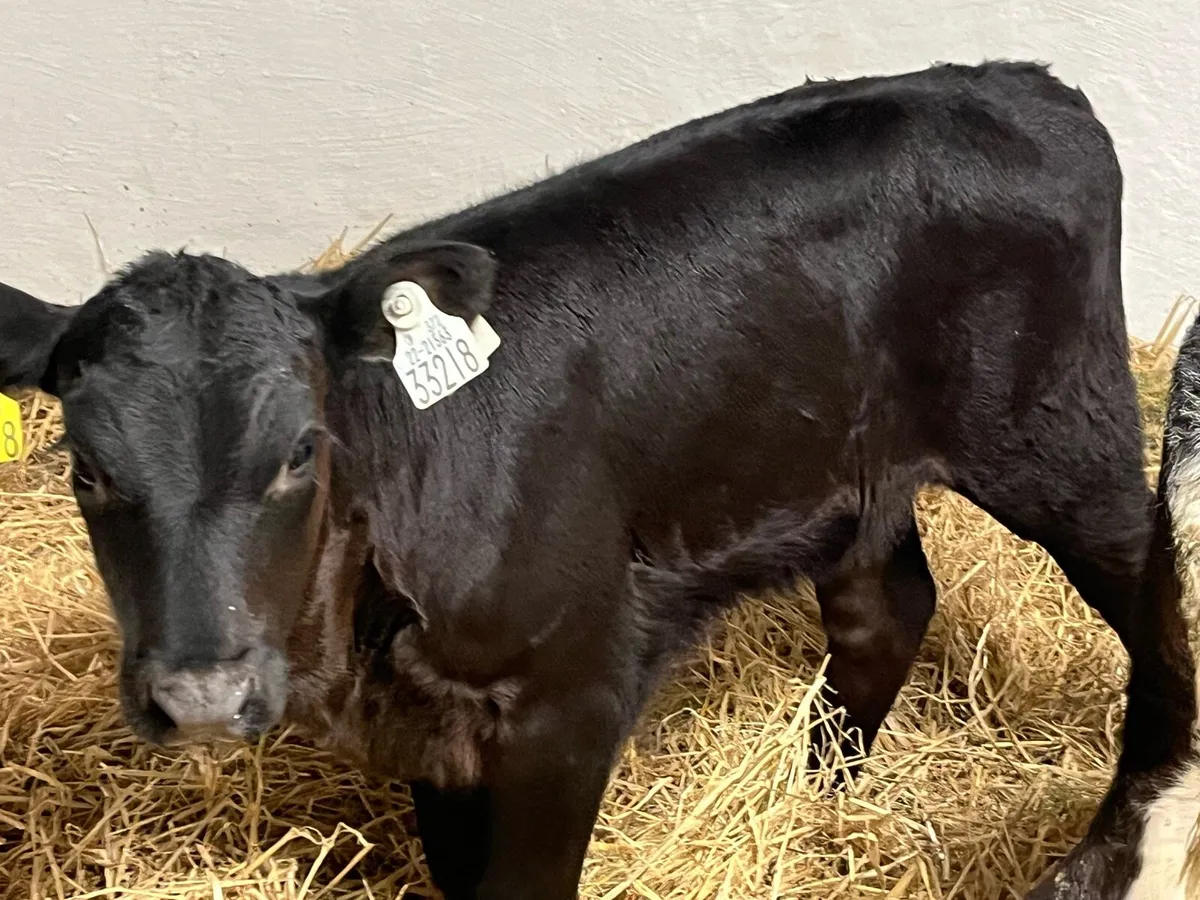 Calves For Sale - Image 4