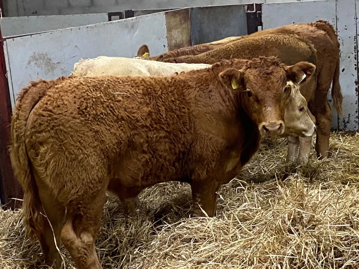 Super 320Kg U Grade CH & LIM Bull Weanlings - Image 1