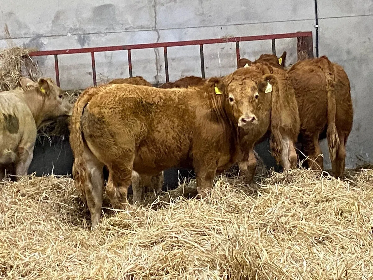Super 320Kg U Grade CH & LIM Bull Weanlings - Image 2