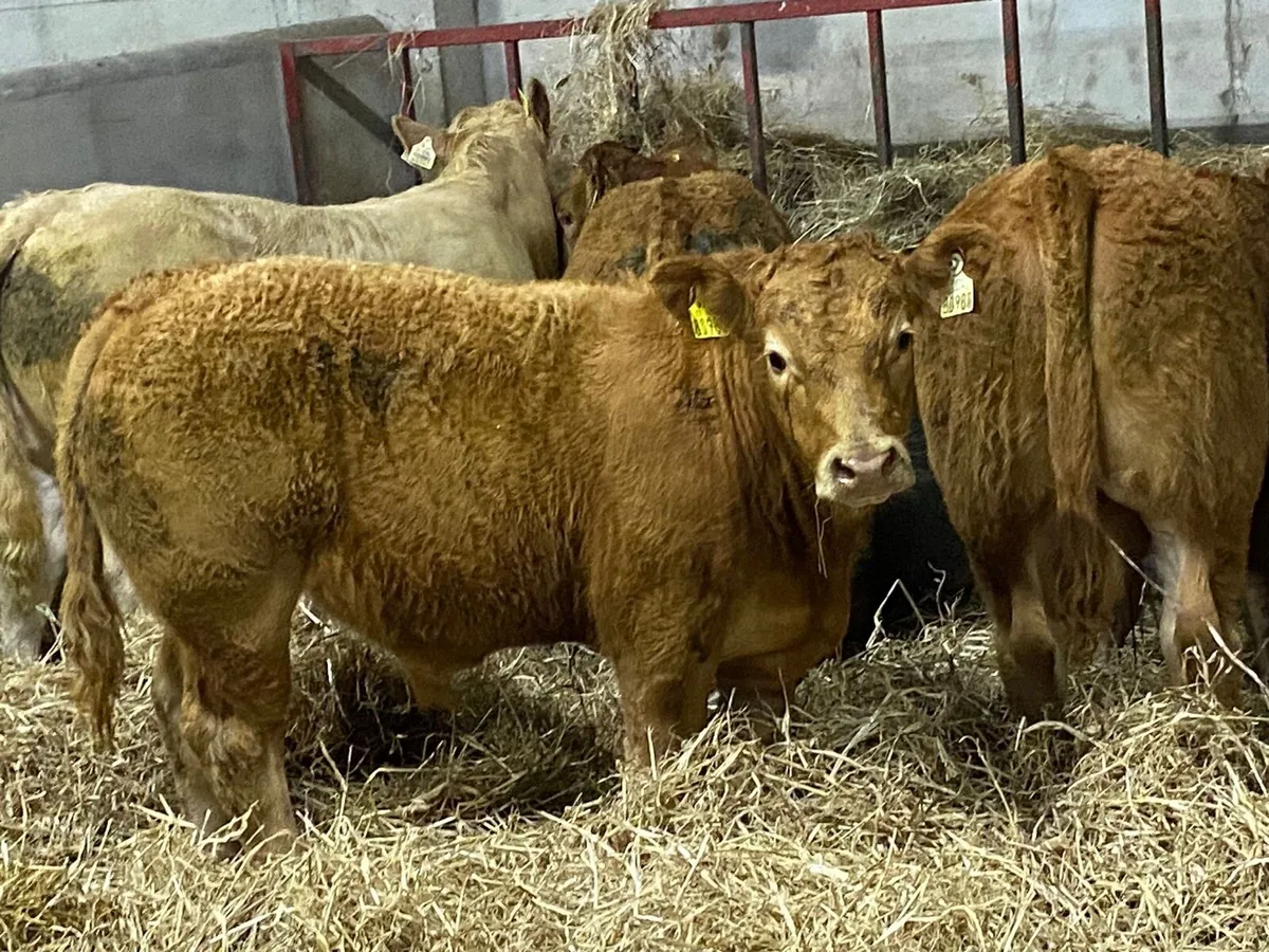 Super 320Kg U Grade CH & LIM Bull Weanlings - Image 3