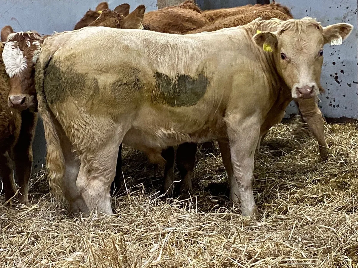 Super 320Kg U Grade CH & LIM Bull Weanlings - Image 4
