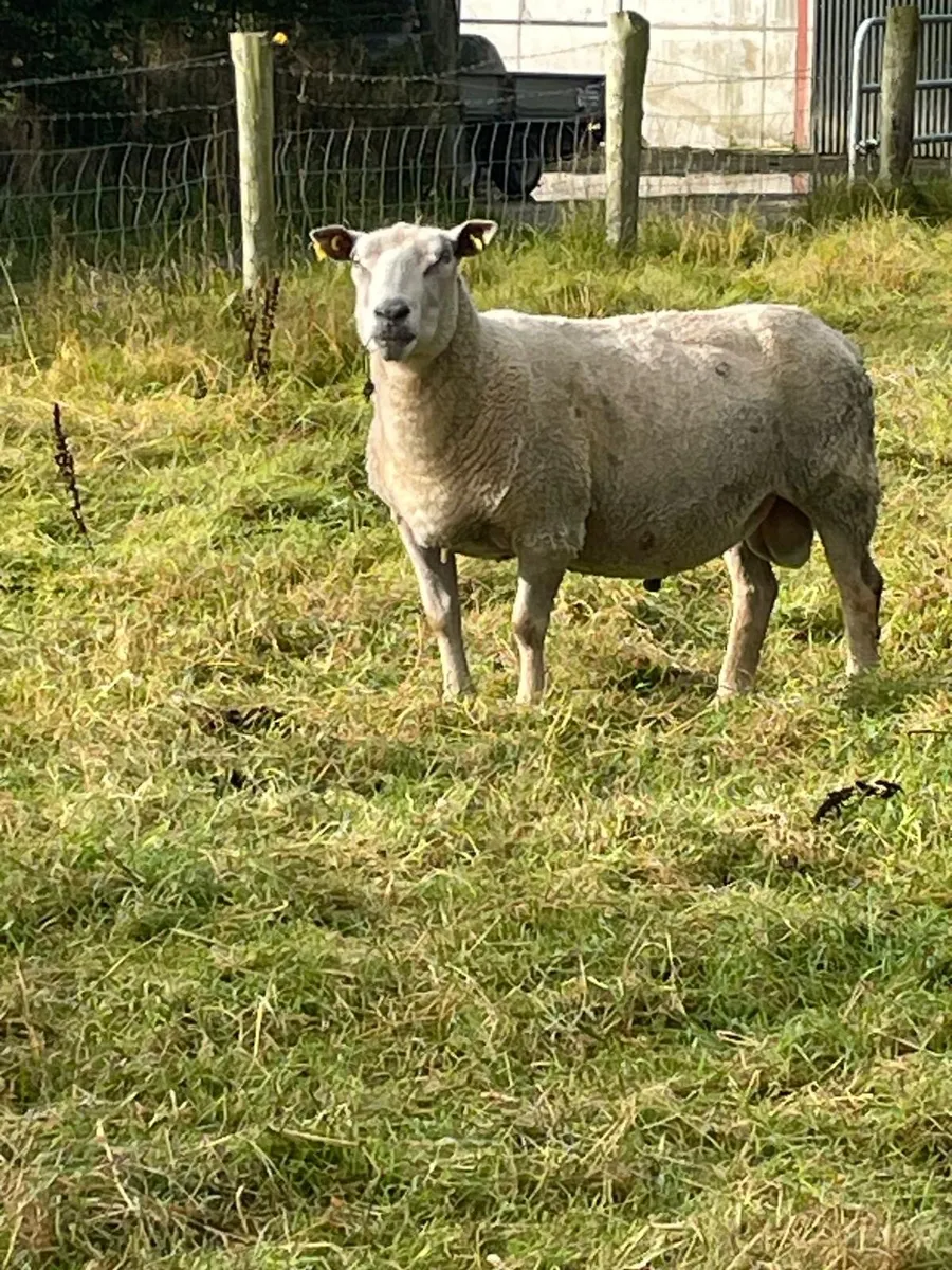 Charollais ram - Image 1