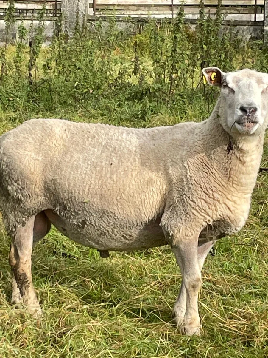 Charollais ram - Image 2