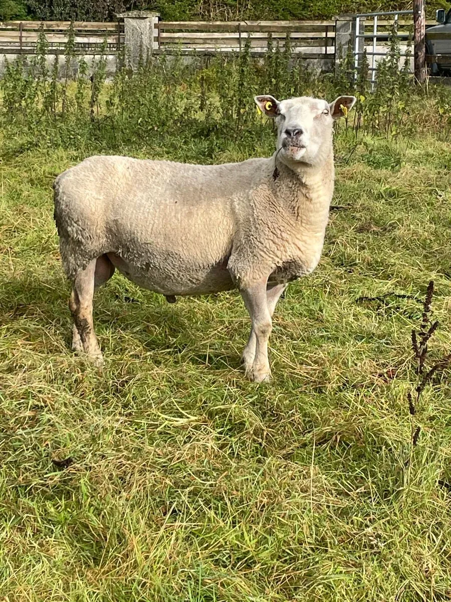 Charollais ram - Image 3