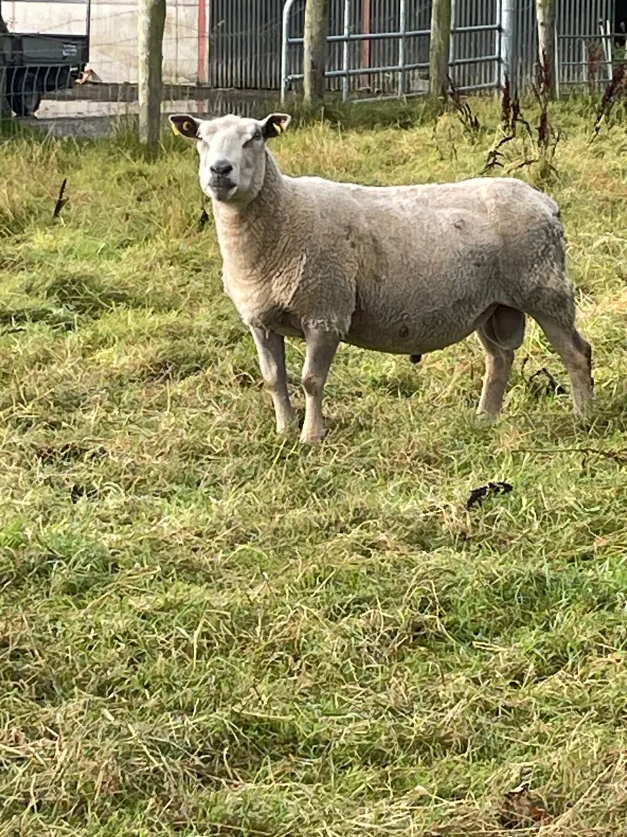 Charollais ram - Image 4