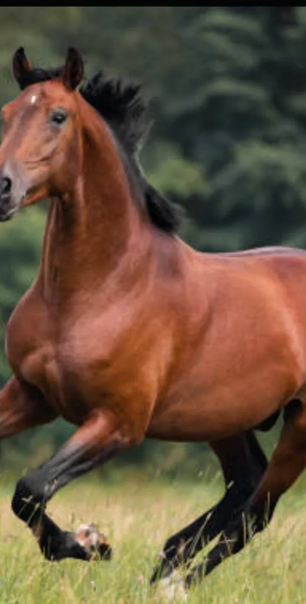 Top quality horse hay 4x4's - Image 2
