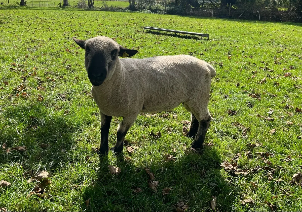 Hampshire Down Hogget Ram