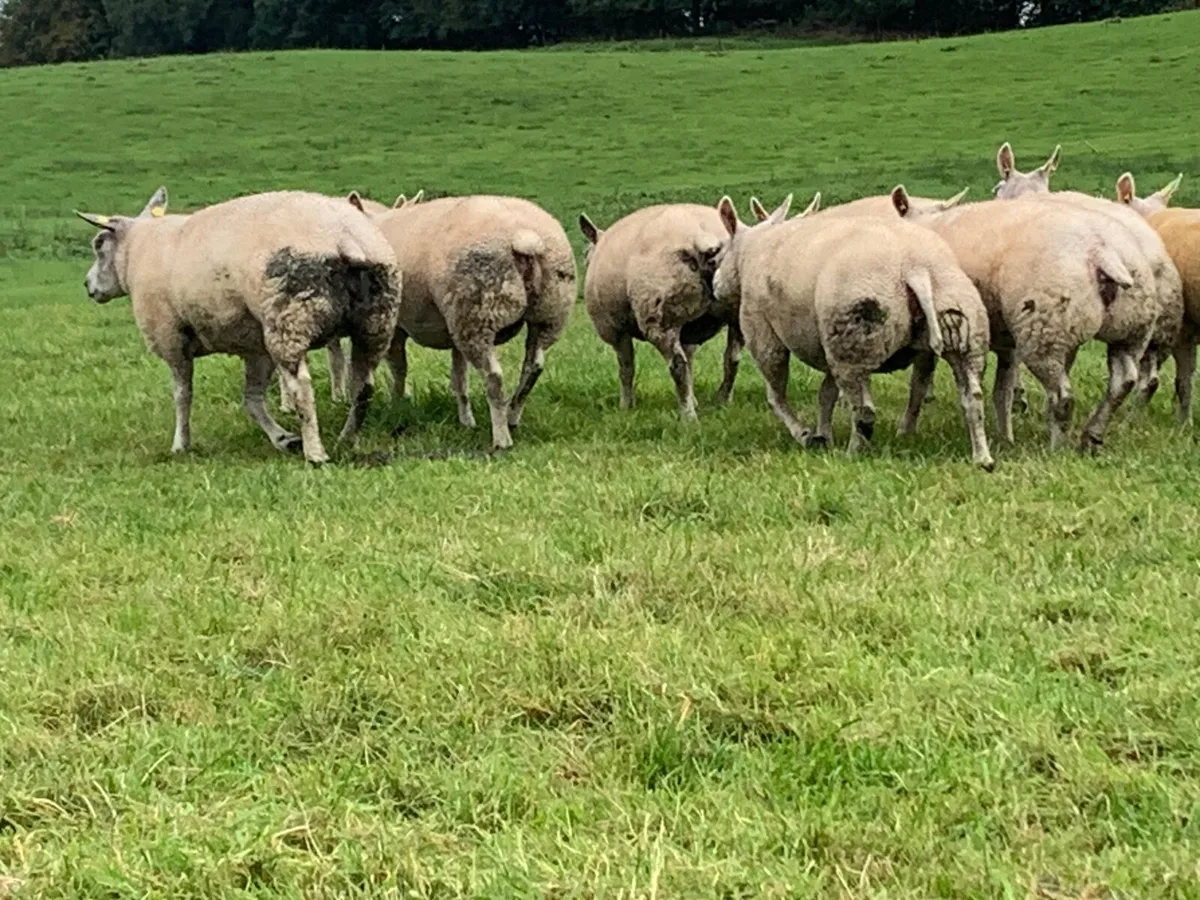 Beltex hogget ewes - Image 2