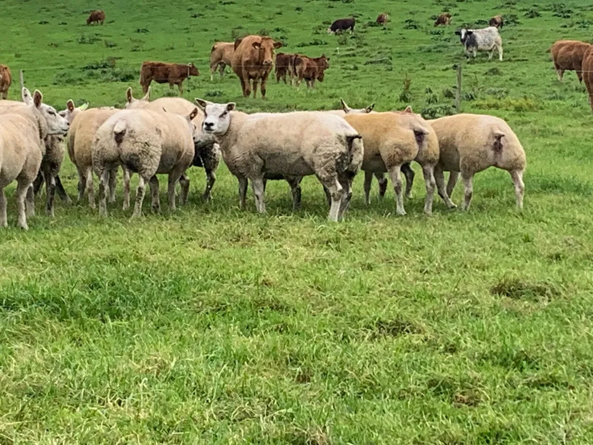 Beltex hogget ewes - Image 3
