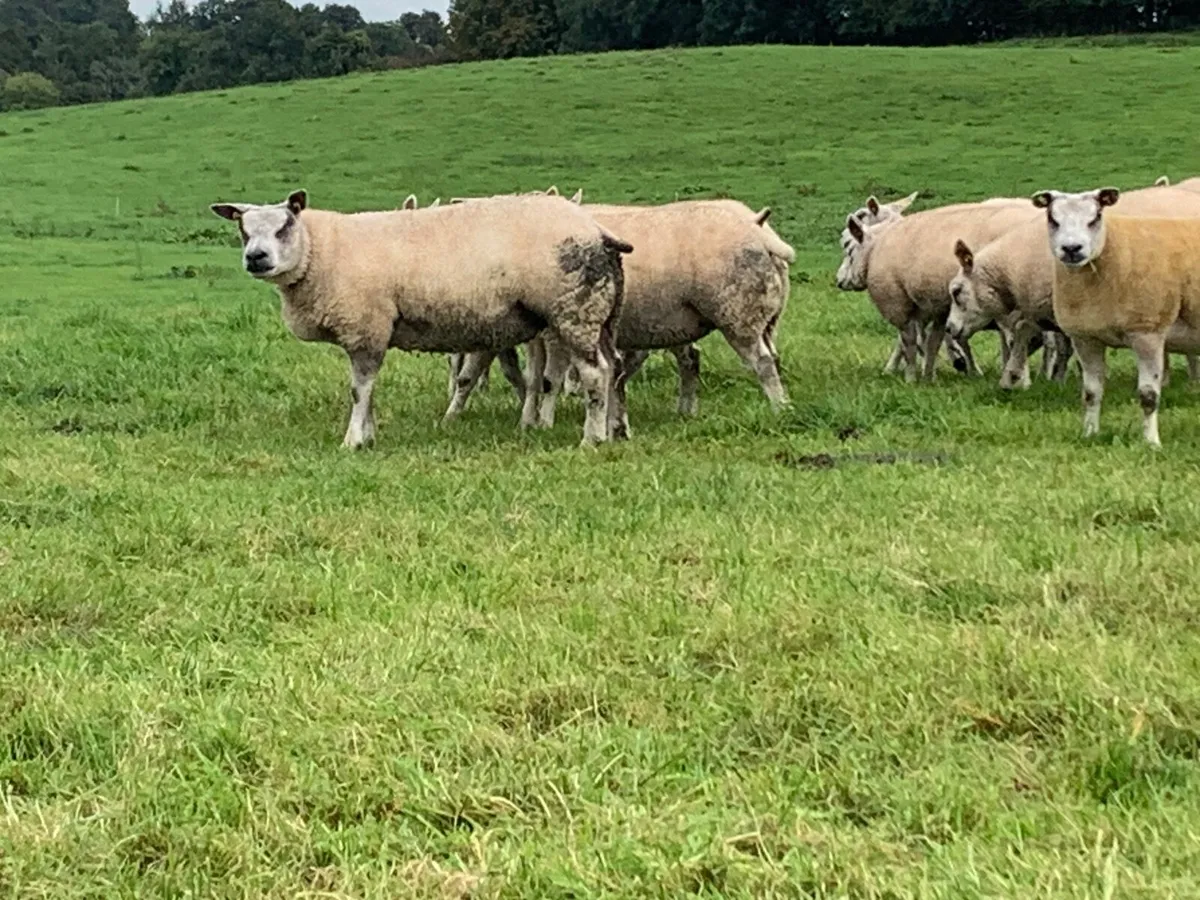 Beltex hogget ewes - Image 4