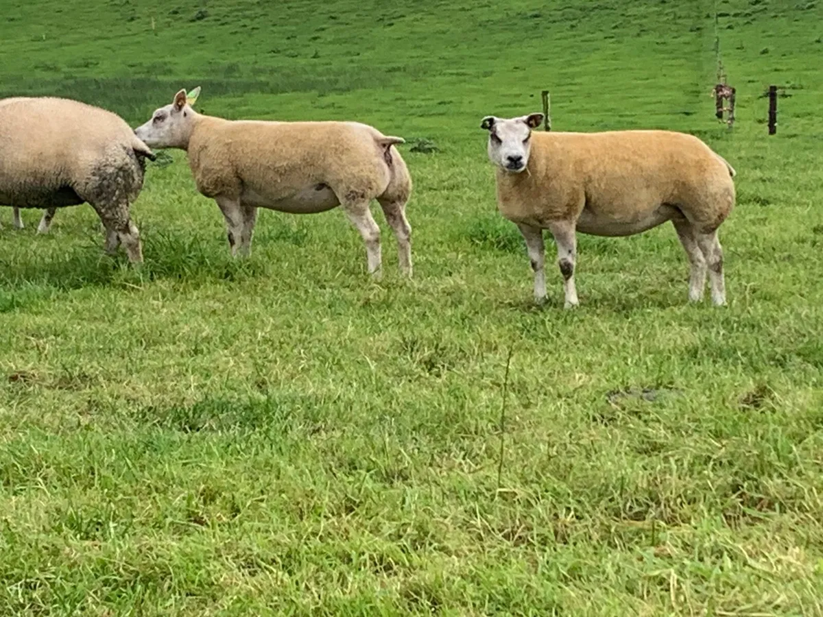 Beltex hogget ewes - Image 1