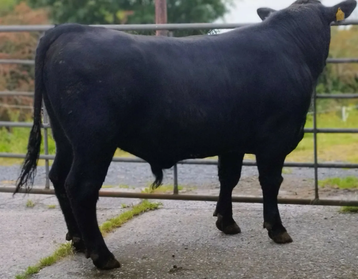Angus bull - Image 2