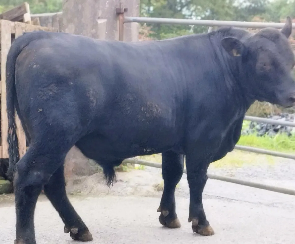 Angus bull - Image 1