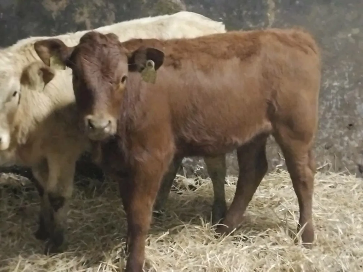2 Weanling Heifers - Image 2