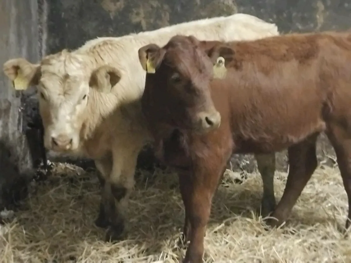 2 Weanling Heifers - Image 3