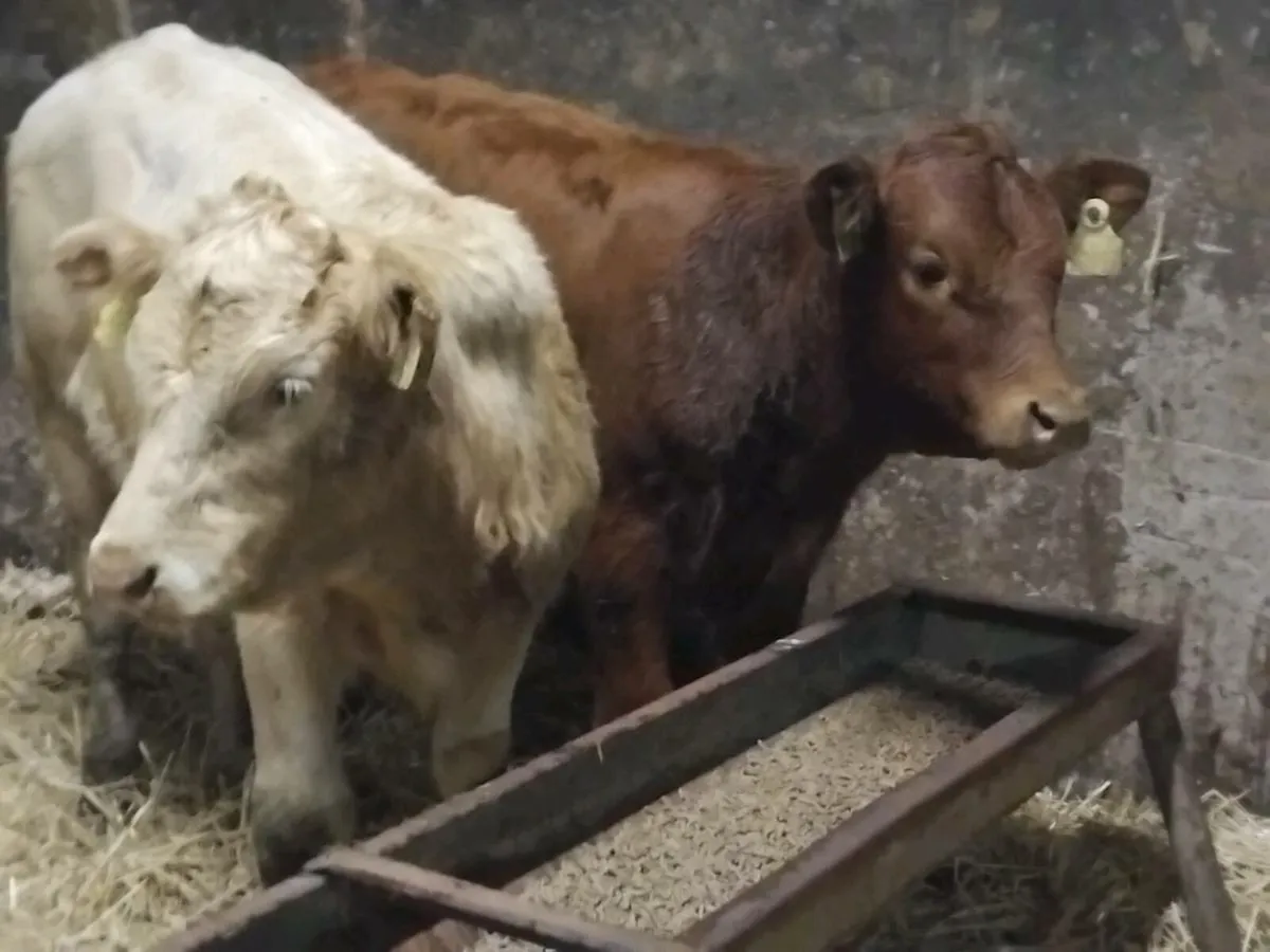 2 Weanling Heifers - Image 4