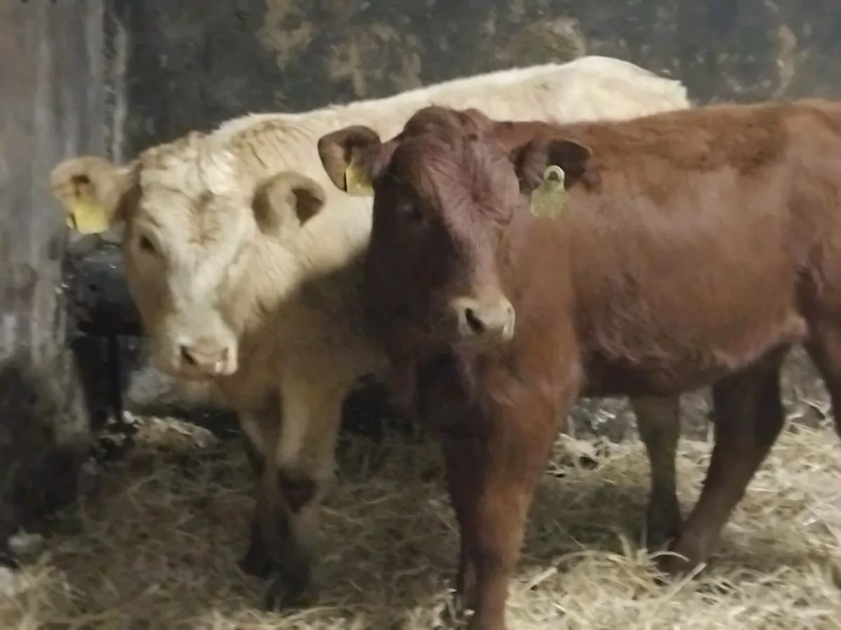 2 Weanling Heifers - Image 1