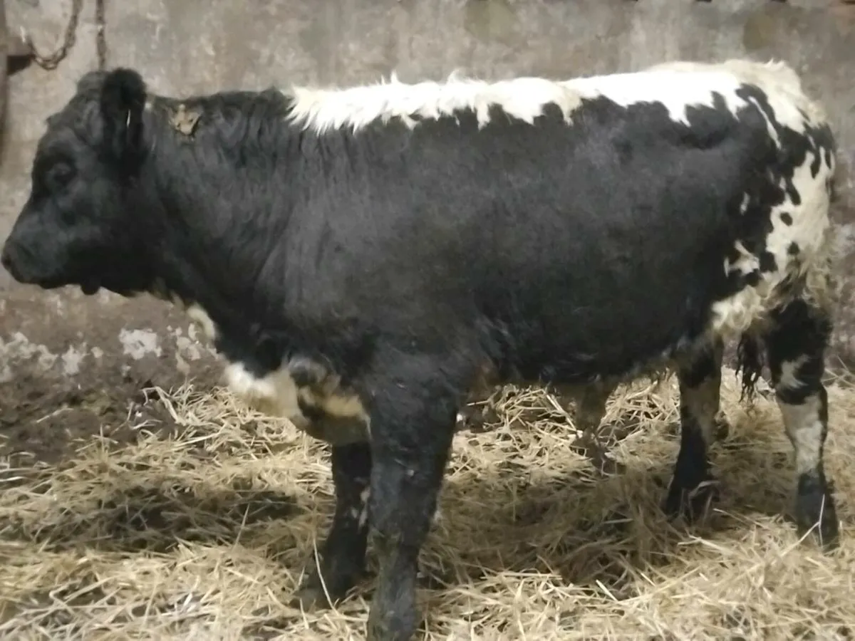2  Quality Bull Weanlings - Image 2