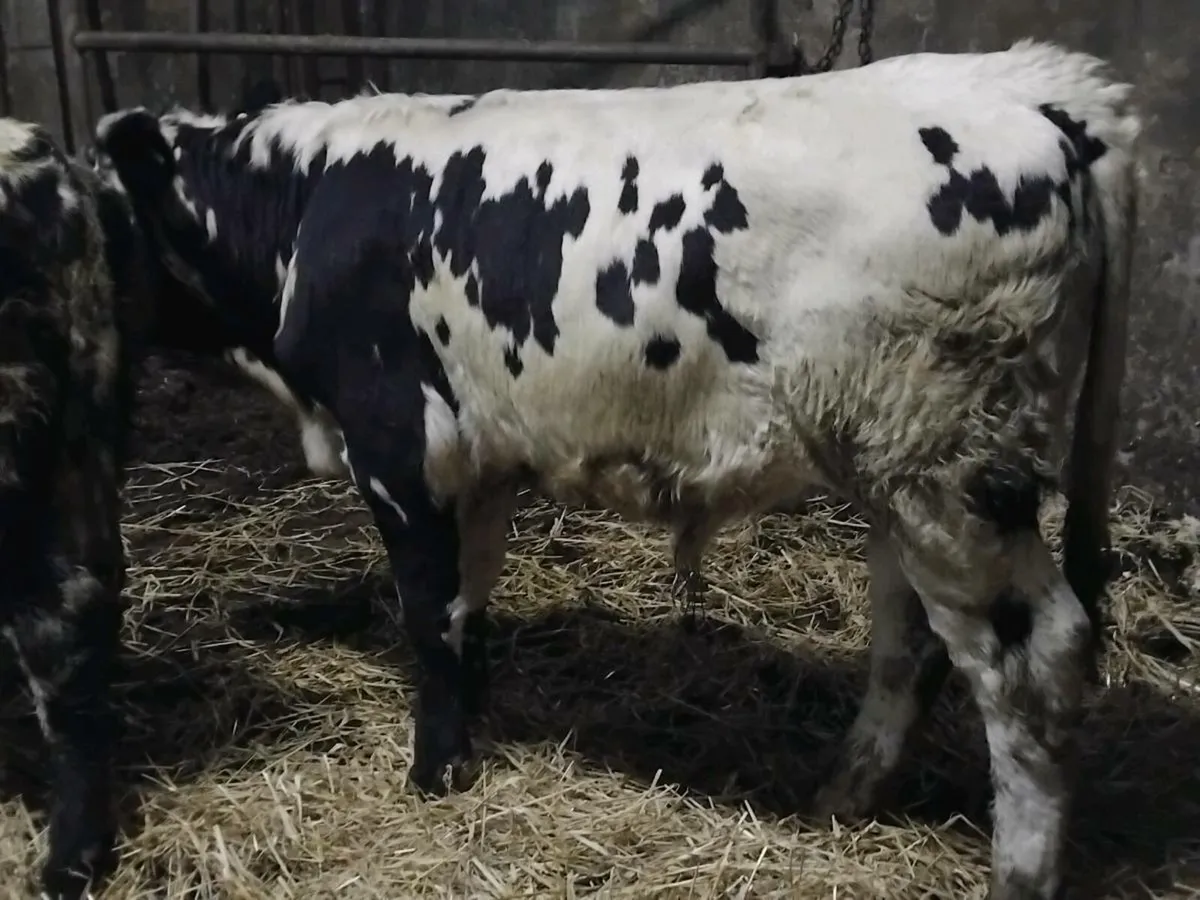 2  Quality Bull Weanlings - Image 3