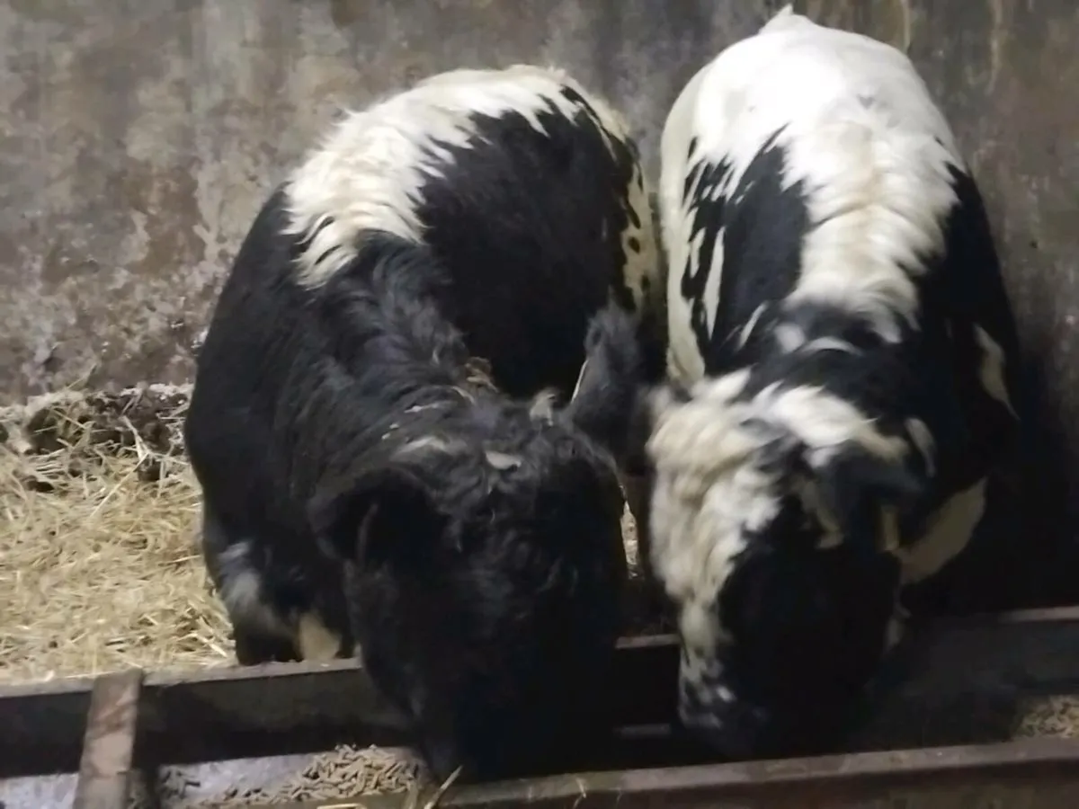 2  Quality Bull Weanlings - Image 4