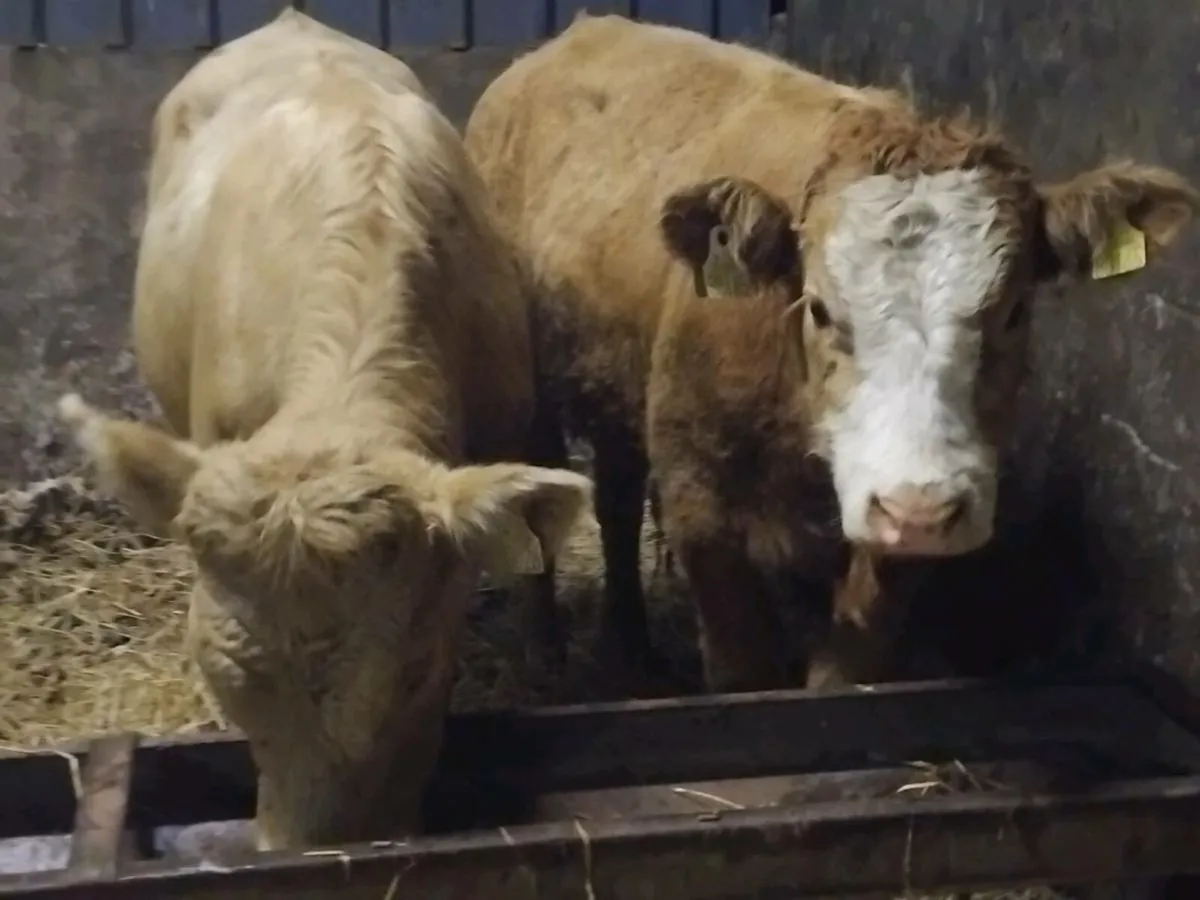 2 Charolais Store Bullocks - Image 2