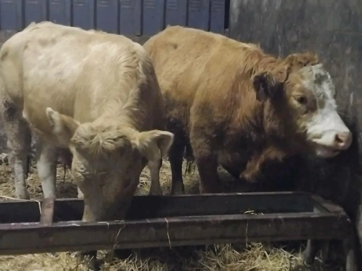 2 Charolais Store Bullocks - Image 3