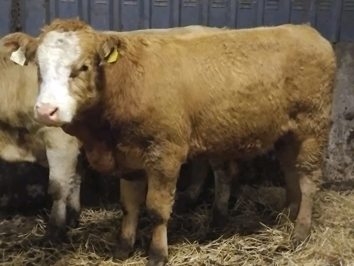 2 Charolais Store Bullocks - Image 4