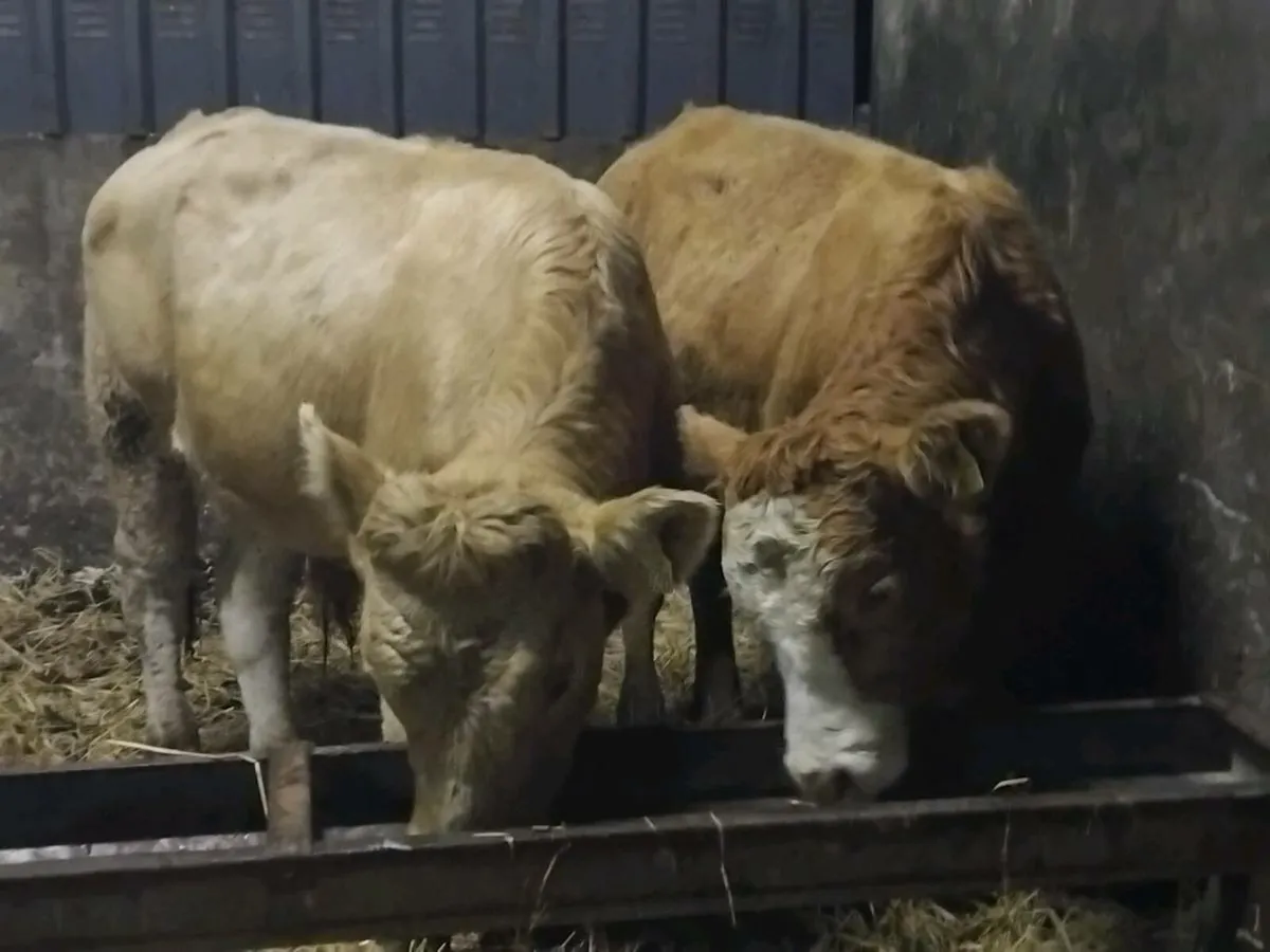 2 Charolais Store Bullocks - Image 1