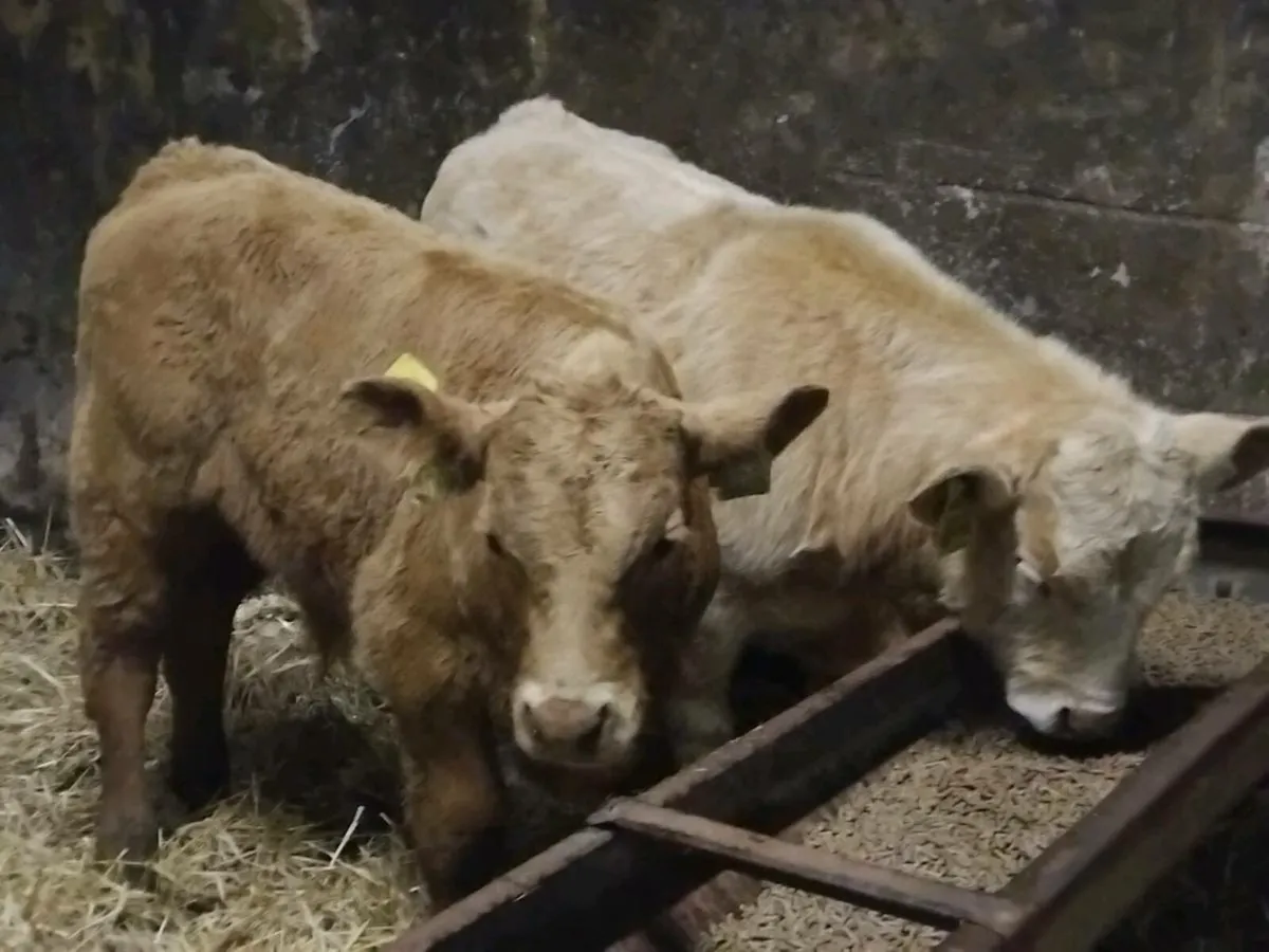 2 Charolais Bull Runners -€2000 - Image 1