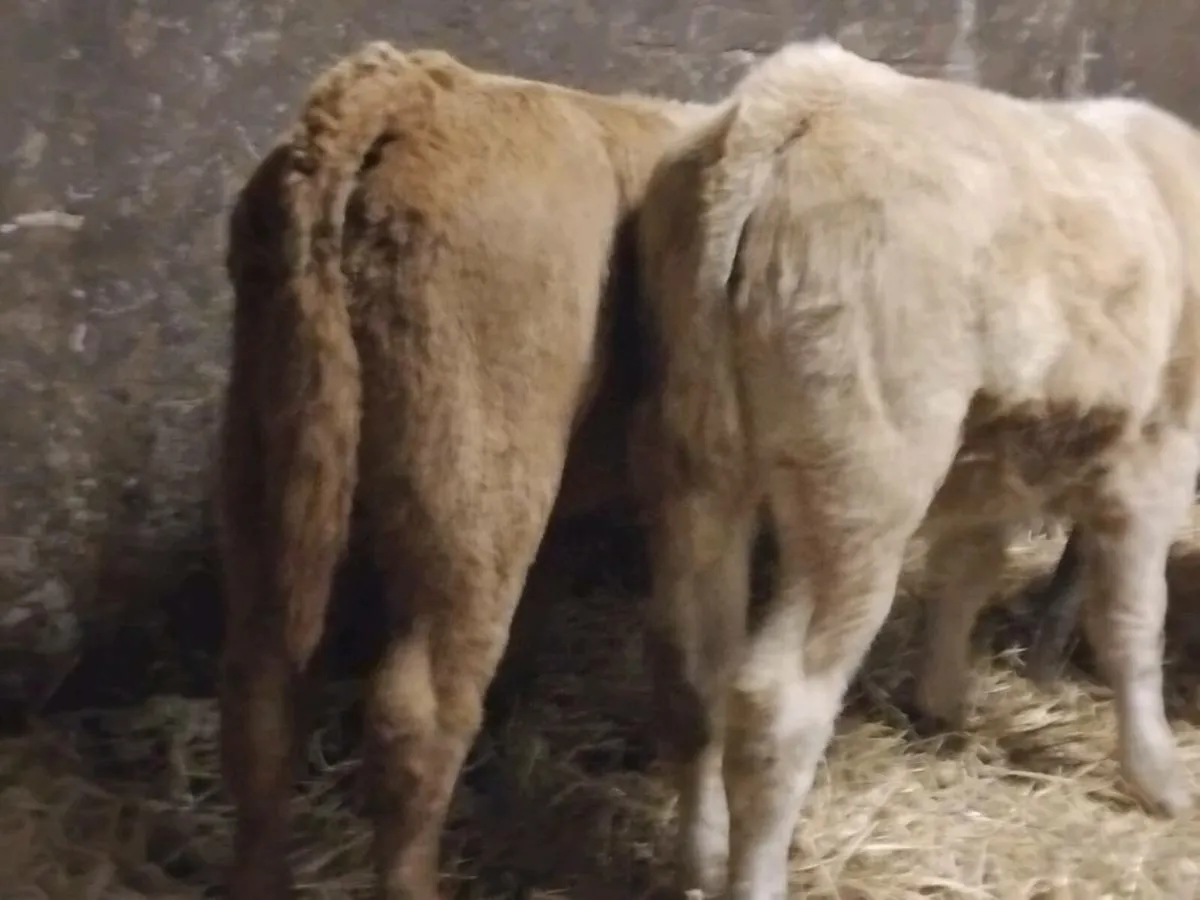2 Charolais Bull Runners -€2000 - Image 2
