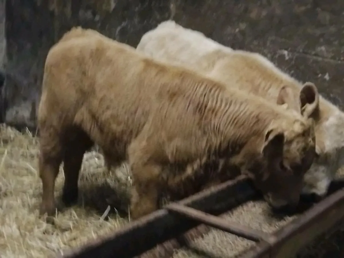 2 Charolais Bull Runners -€2000 - Image 3