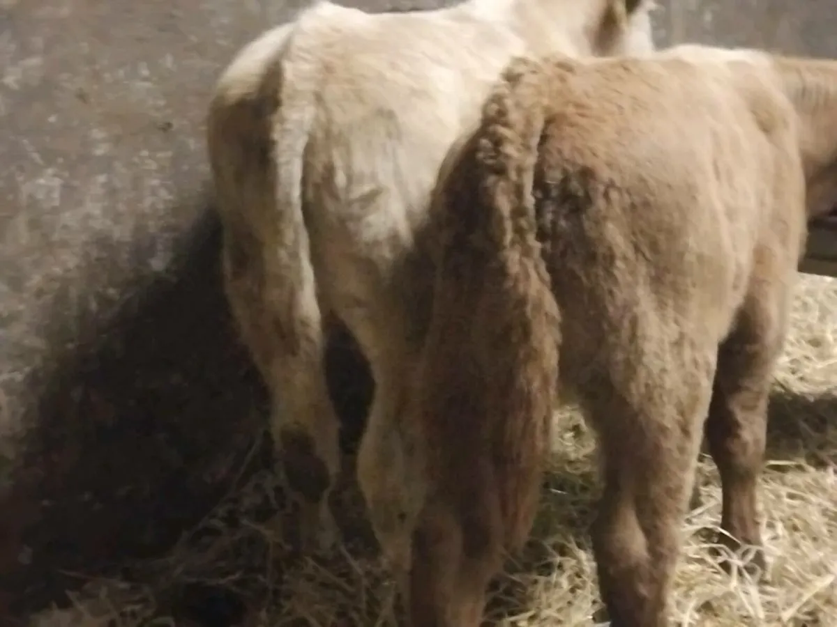 2 Charolais Bull Runners -€2000 - Image 4