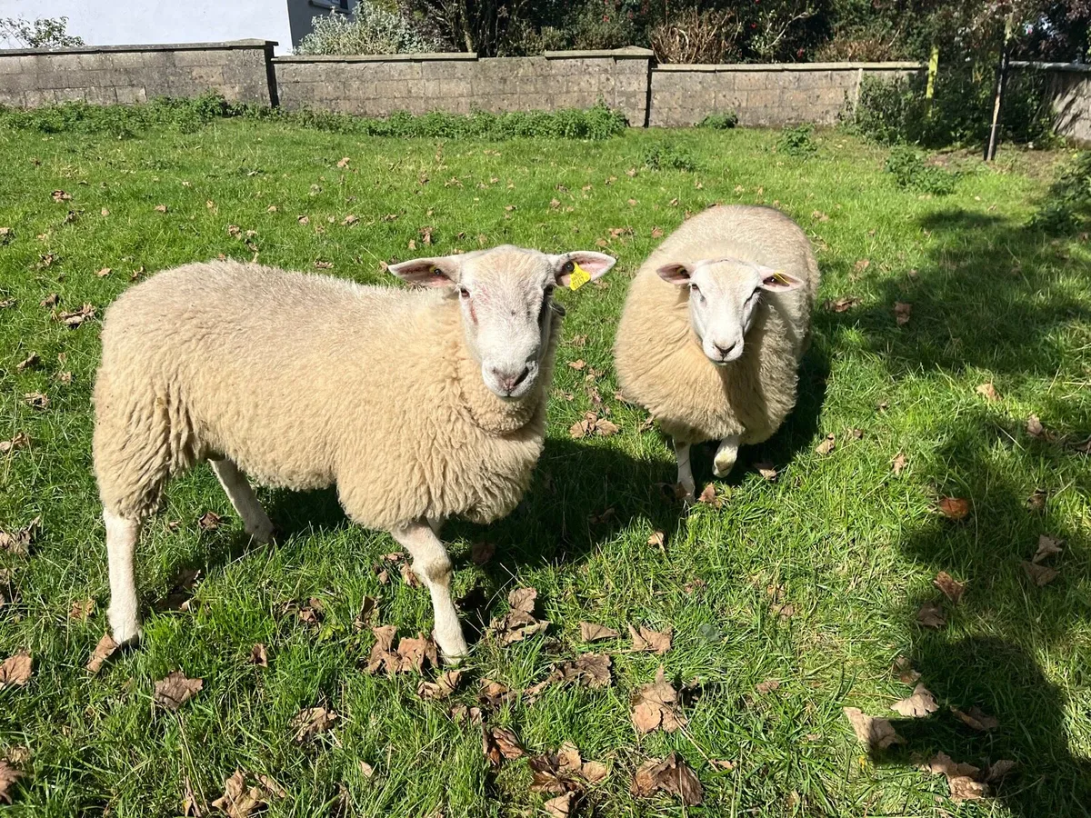 Belclare Ram Lambs - Image 1