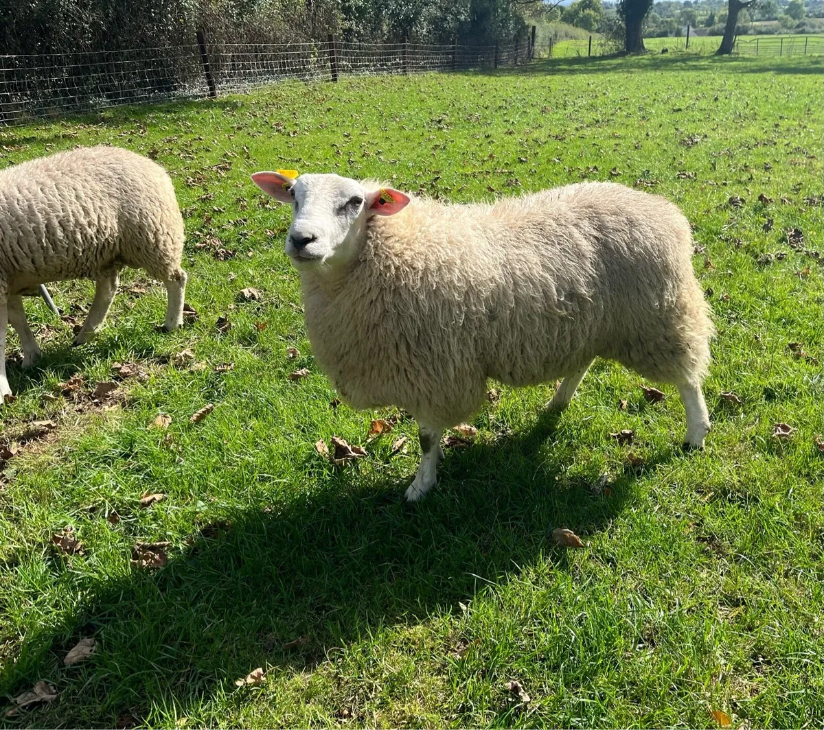 Belclare Ram Lambs - Image 2