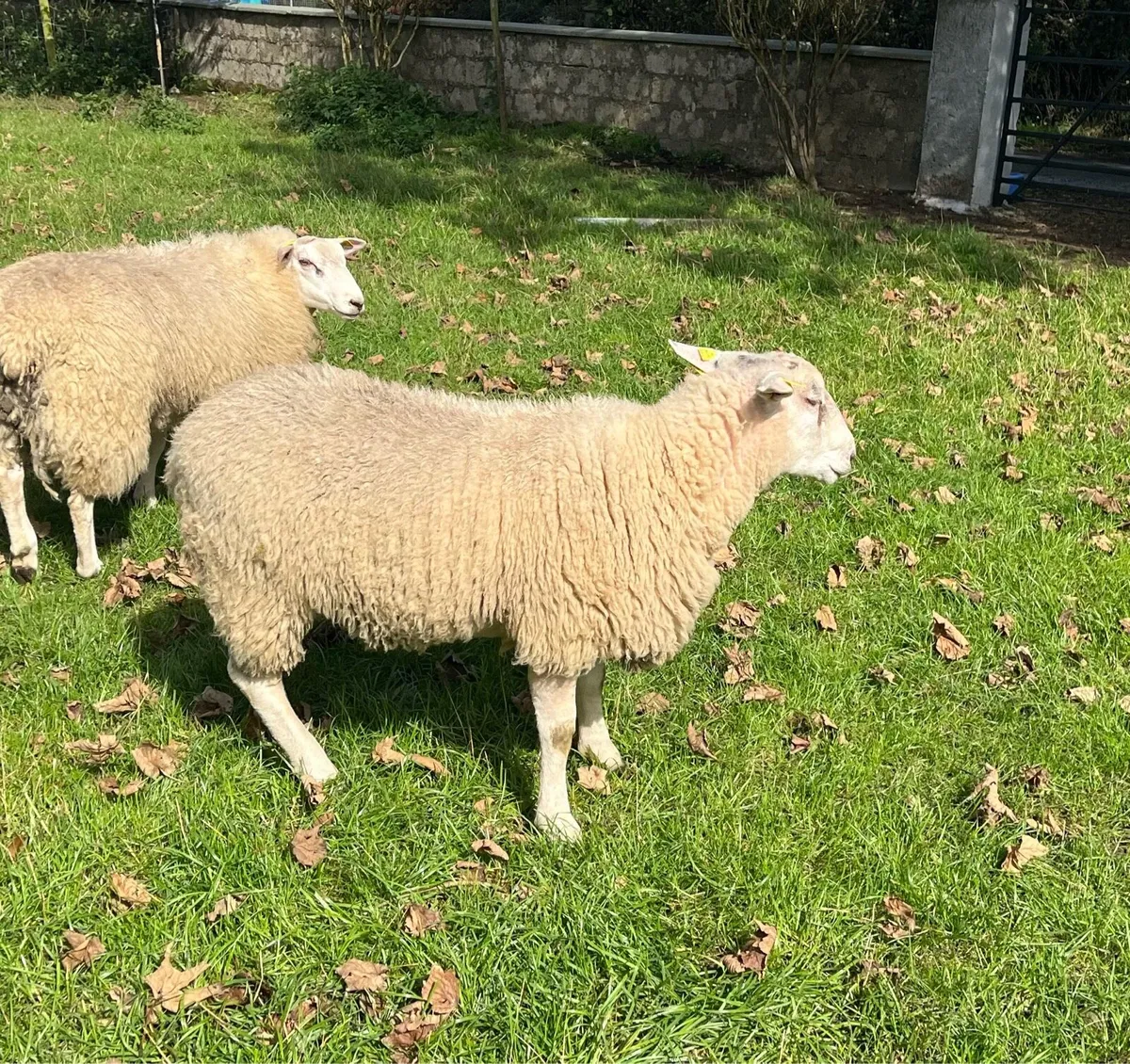 Belclare Ram Lambs - Image 3