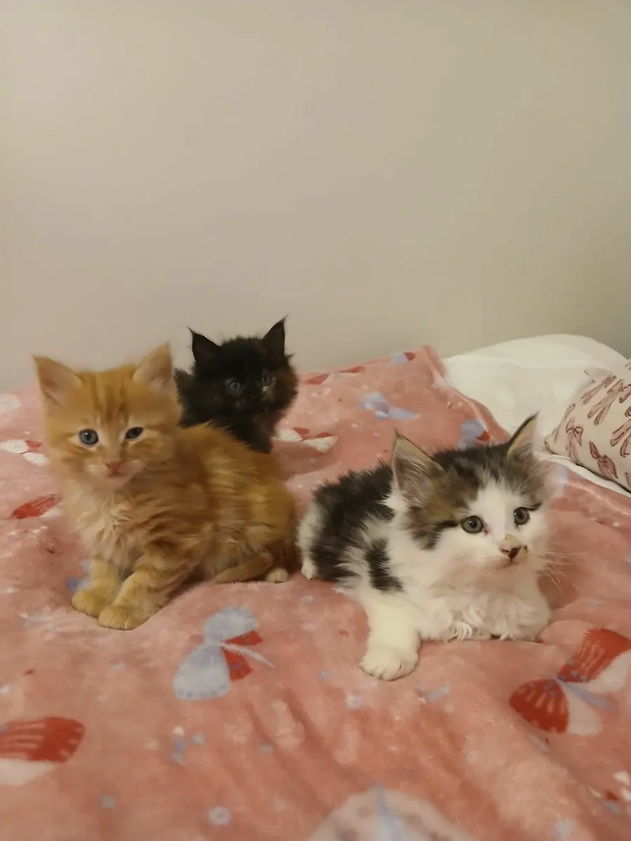 Kittens - Image 1