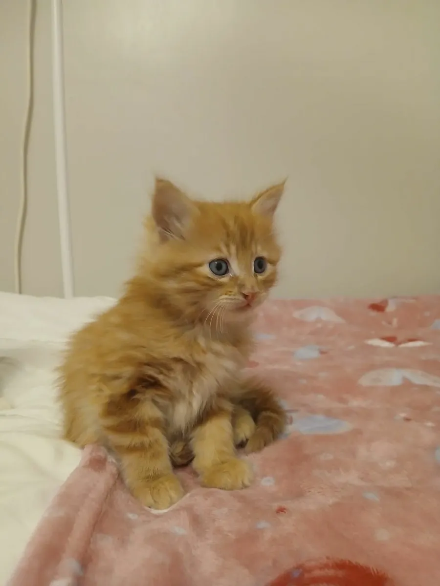 Kittens - Image 3