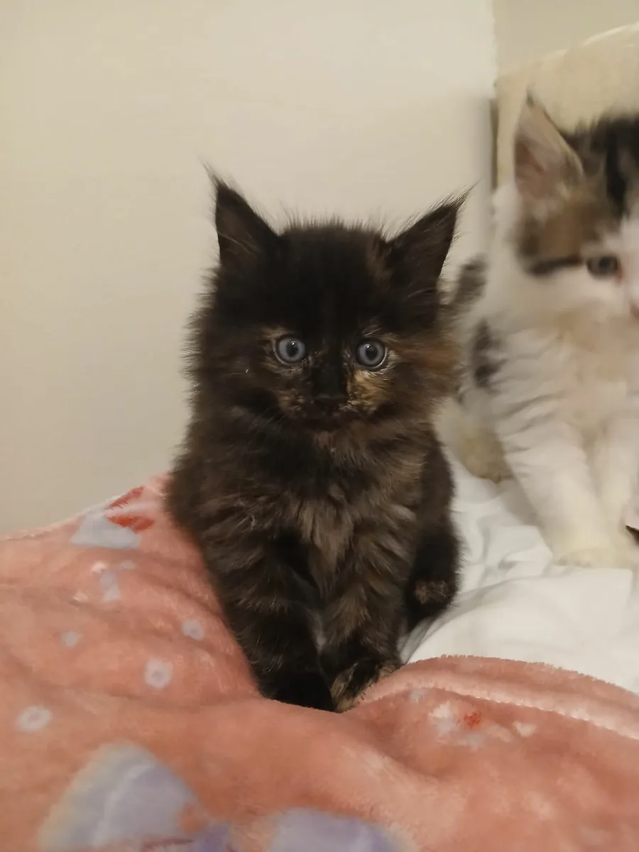 Kittens - Image 4