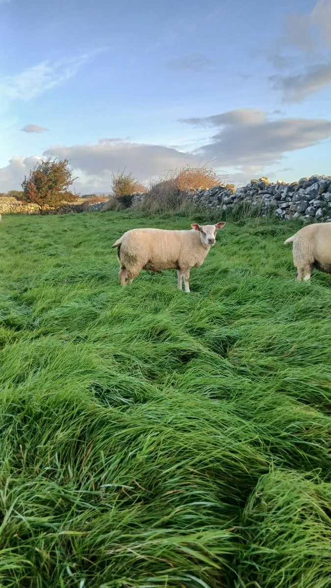 Hybrid ram lamb - Image 1