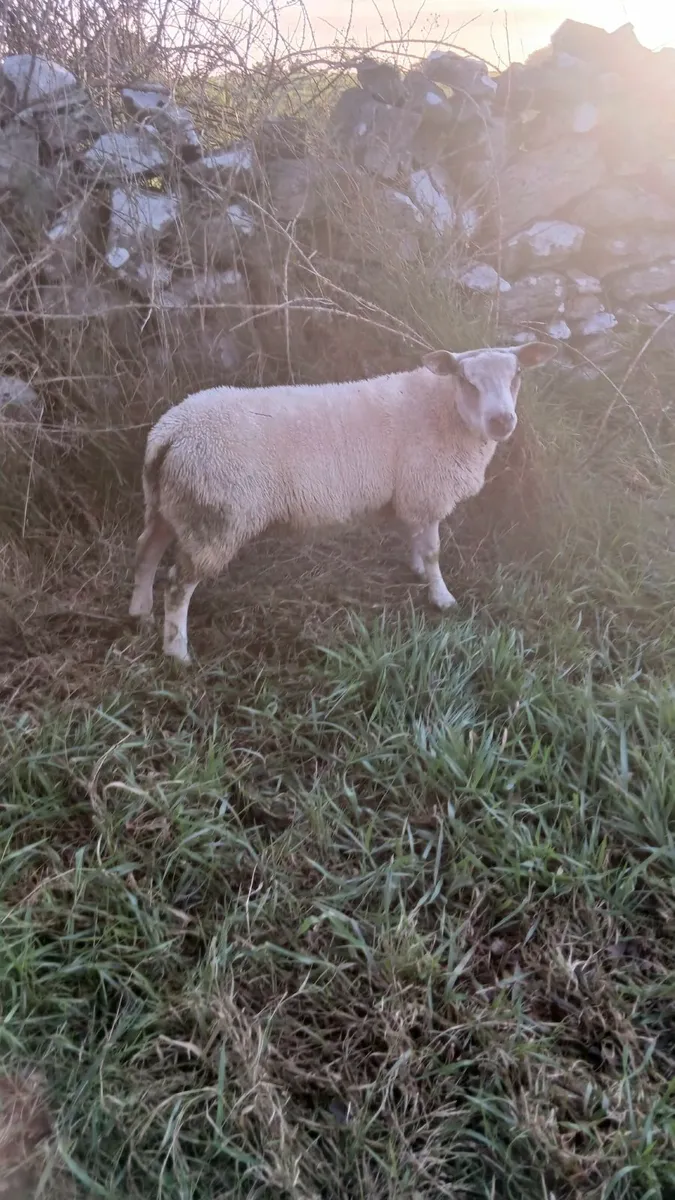 Hybrid ram lamb - Image 2