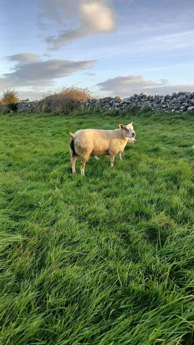 Hybrid ram lamb - Image 3