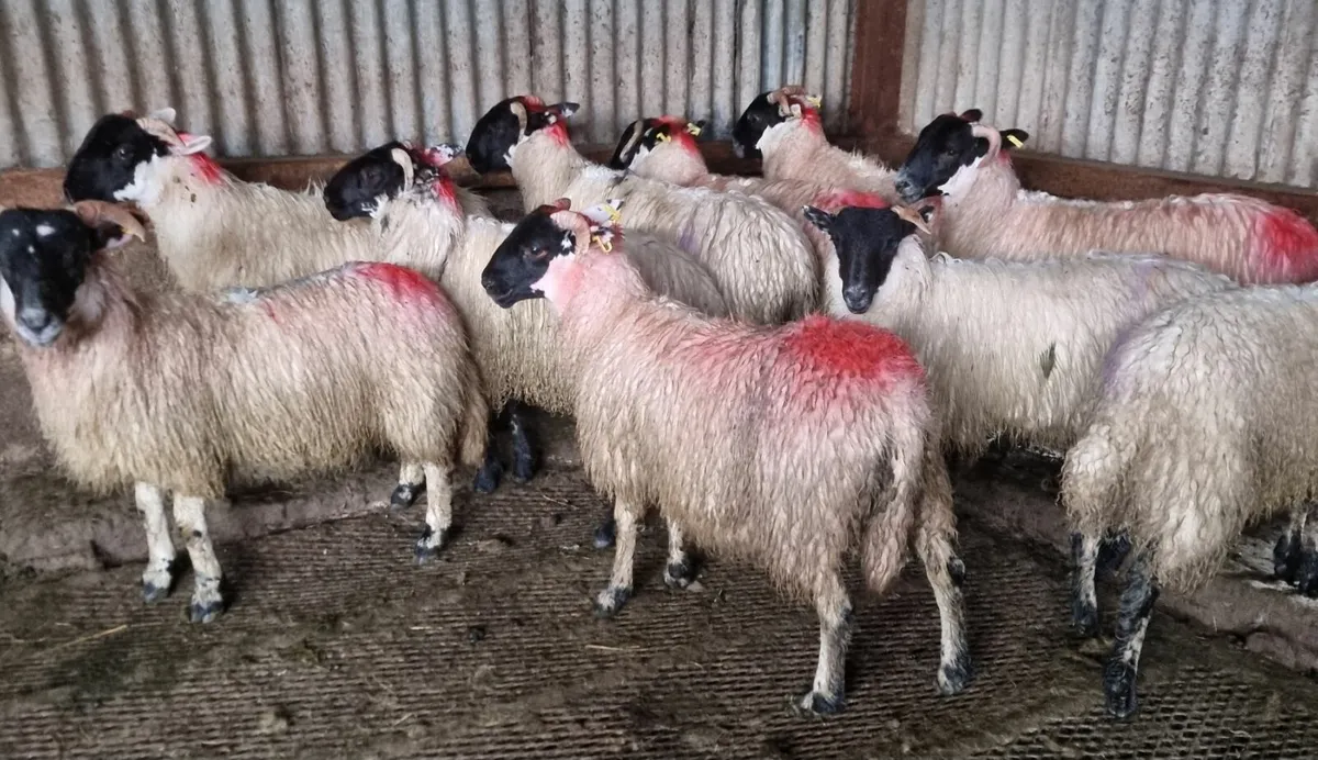 Ewe lambs