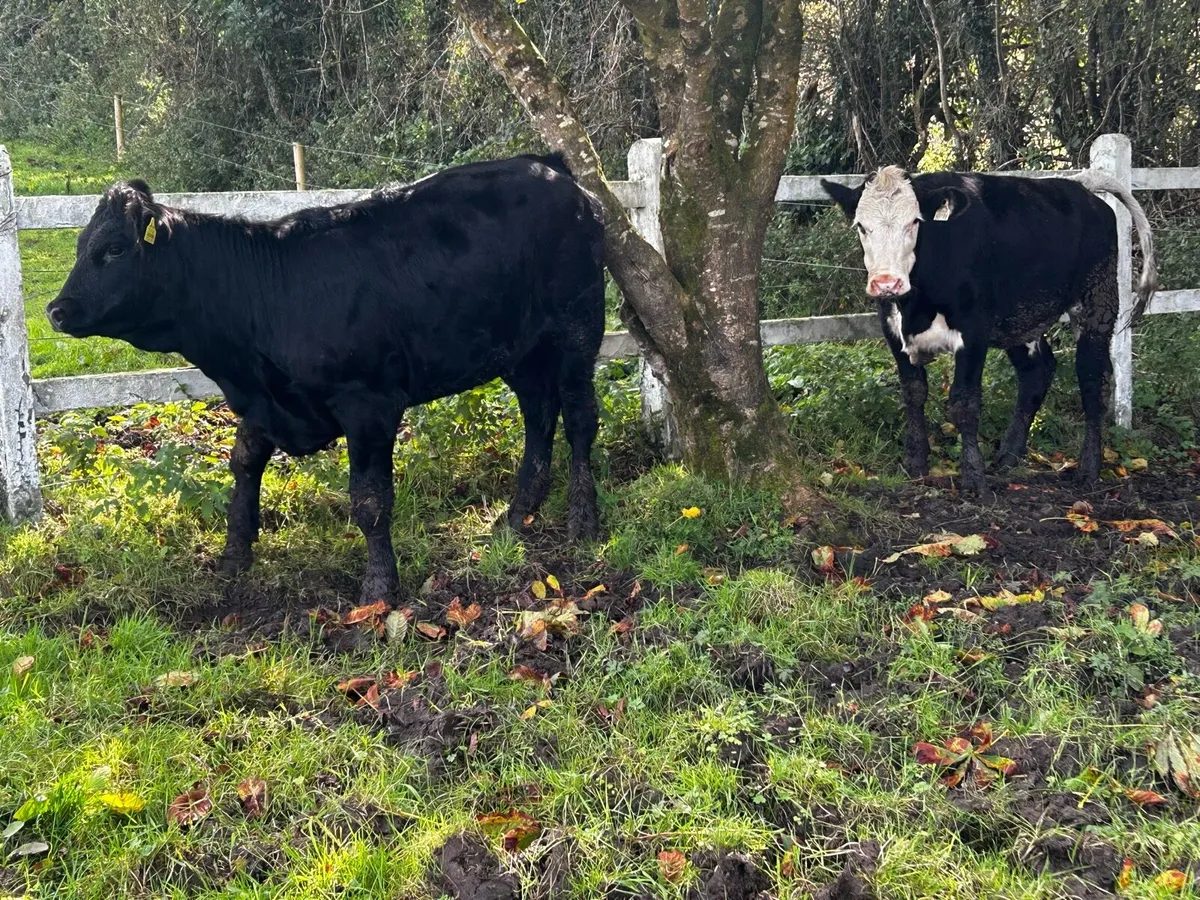 Two Saler Heifers - Image 3