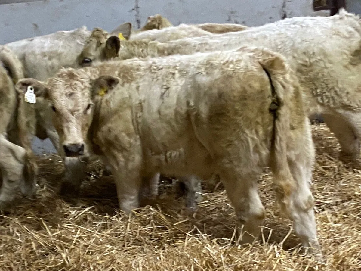 Super 280Kg CH Heifer Weanlings - Image 1