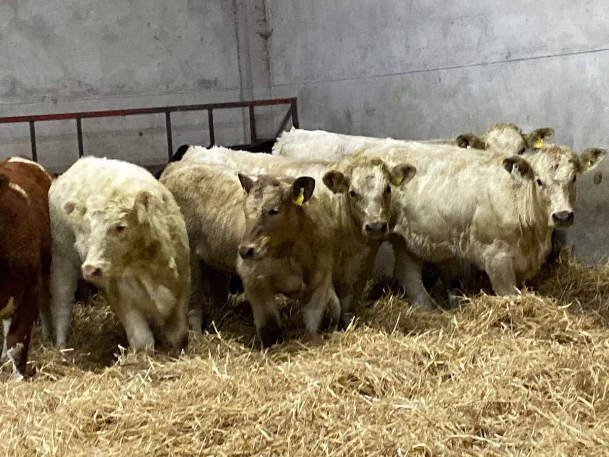 Super 280Kg CH Heifer Weanlings - Image 2