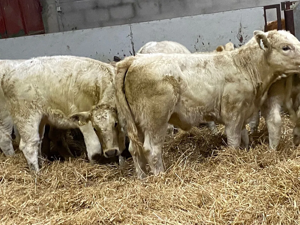 Super 280Kg CH Heifer Weanlings - Image 3