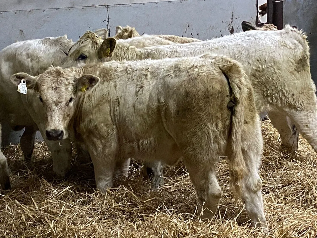 Super 280Kg CH Heifer Weanlings - Image 4