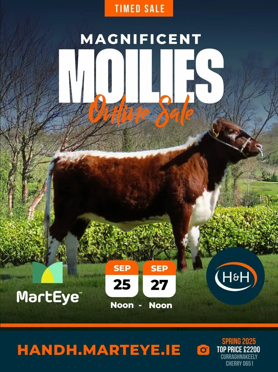 MAGNIFICENT MOILIES Online Timed Auction