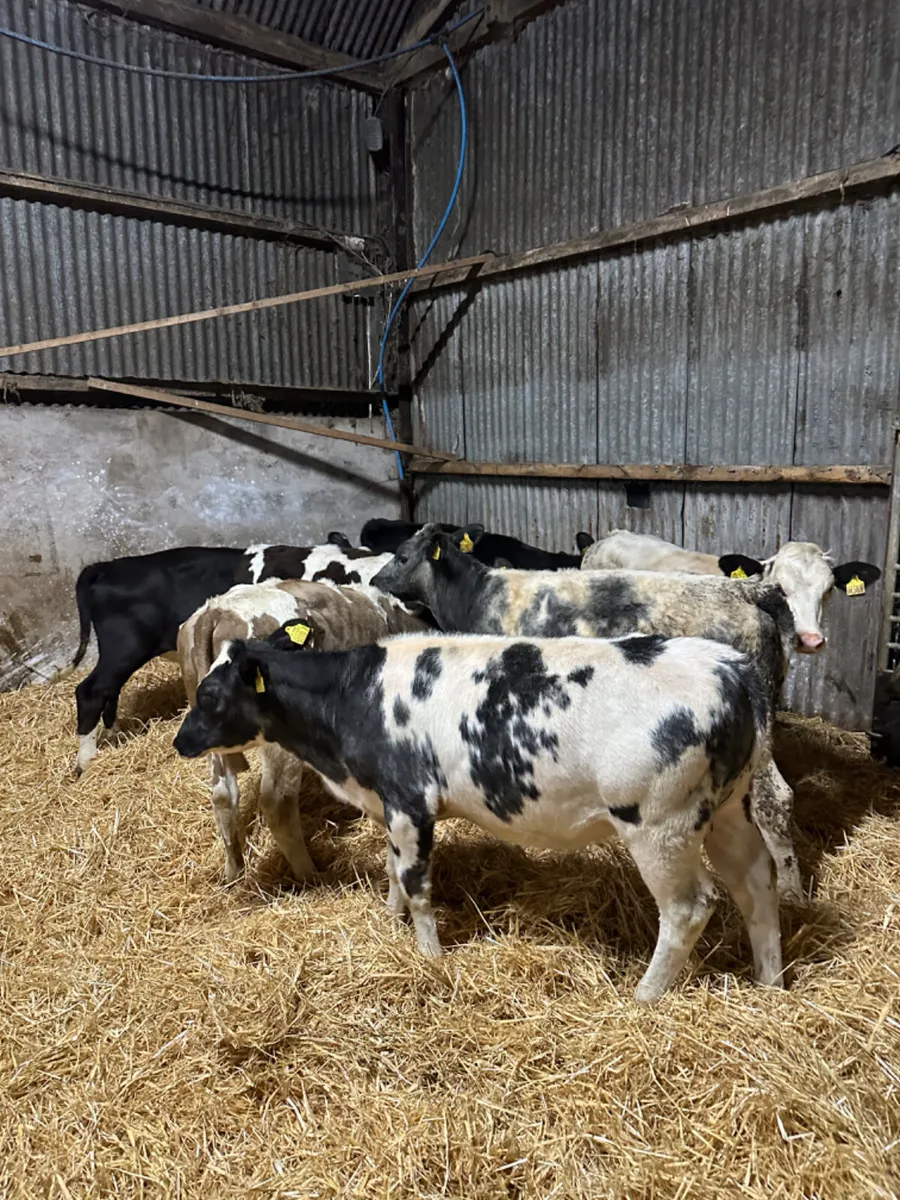 Heifers - Image 2